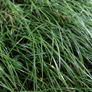 Käärmeenparta - Ophiopogon planiscapus
