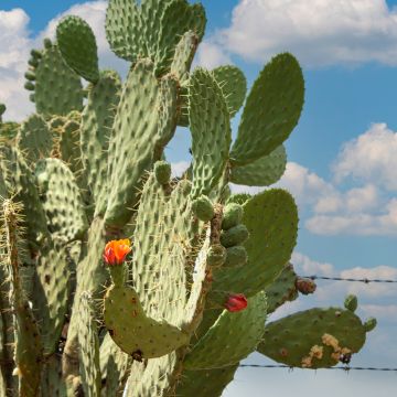 Luumuopuntia var. alta