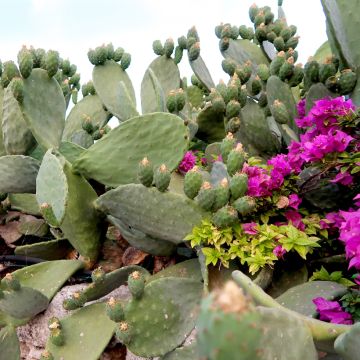 Opuntia hybrida Titania