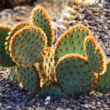Opuntia aciculata