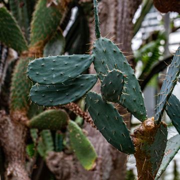 Opuntia bergeriana