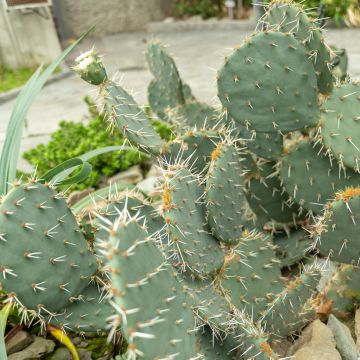Luumuopuntia - Opuntia engelmannii