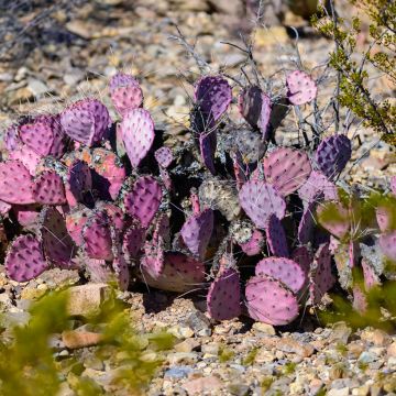 Purppuraopuntia - Opuntia macrocentra