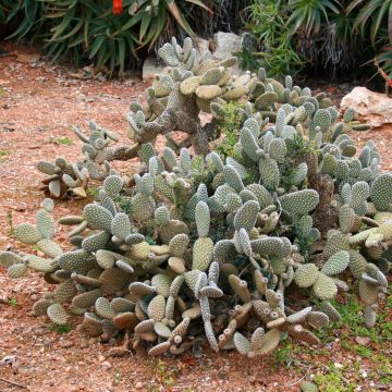 Jänönopuntia - Opuntia microdasys