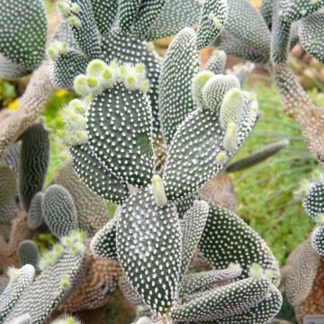 Jänönopuntia - Opuntia microdasys var. albispina