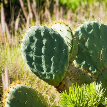 Puuopuntia - Opuntia robusta