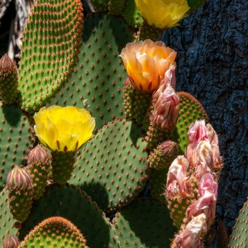 Rusko-opuntia - Opuntia rufida