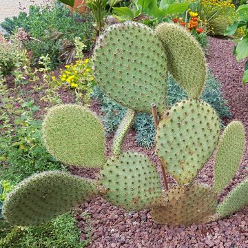 Tähtiopuntia - Opuntia scheeri