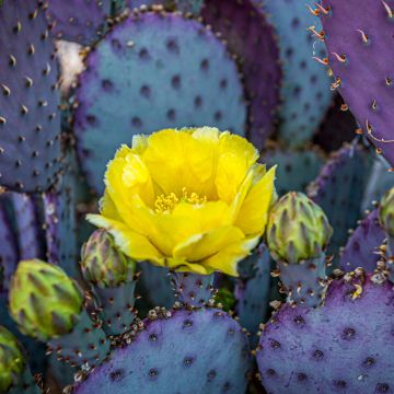 Opuntia santa-rita