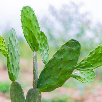 Opuntia jamaicensis