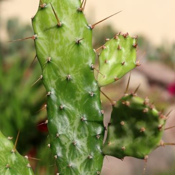 Opuntia jamaicensis Ghost