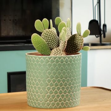 Jänönopuntia - Opuntia microdasys var. albispina