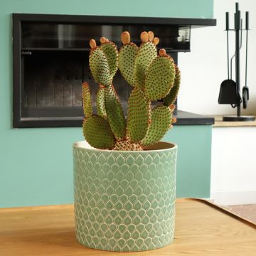 Jänönopuntia - Opuntia microdasys var. rufida