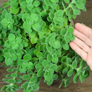 Liisukka - Plectranthus amboinicus