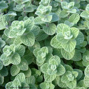Libanonmeirami luomu - Ferme de Sainte Marthe - Origanum libanoticum