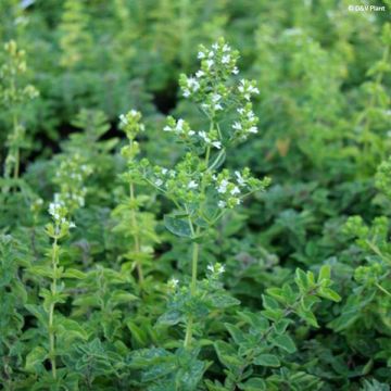Kreikkalainen oregano - Origanum heracleoticum