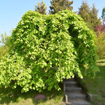 Vuorijalava Pendula = horizontalis