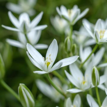 Sarjatähdikki - Ornithogalum umbellatum