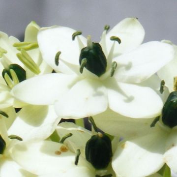 Arabiantähdikki - Ornithogalum arabicum
