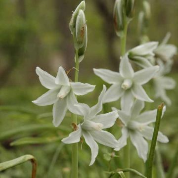 Nuokkutähdikki - Ornithogalum nutans