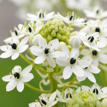 Kapintähdikki - Ornithogalum saundersiae
