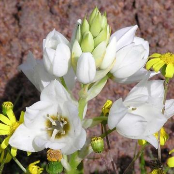 Afrikantähdikki - Ornithogalum thyrsoides