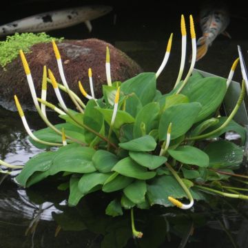 Keltapuikelo - Orontium aquaticum