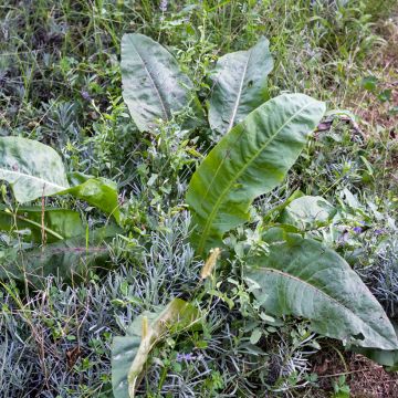 Hierakka luomu - Rumex patientia