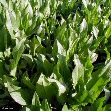 Hierakka - Rumex patientia