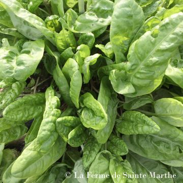 Niittysuolaheinä luomu - Ferme de Sainte Marthe - Rumex acetosa