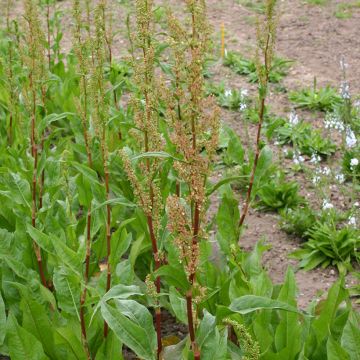 Niittysuolaheinä luomu - Rumex acetosa