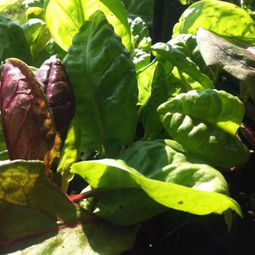 Hierakka - Rumex arifolius