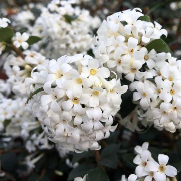 Osmanthus delavayi Perfume of Nature