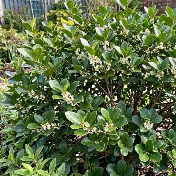 Osmanthus heterophyllus Rotundifolius