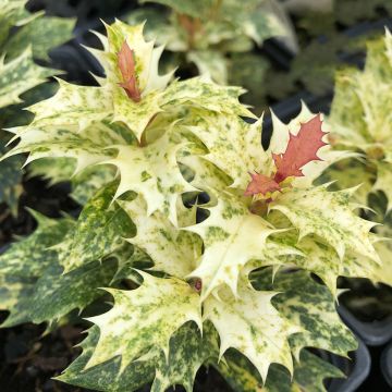 Osmanthus heterophyllus Tricolor