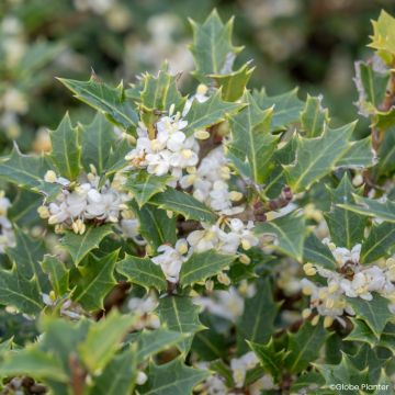Osmanthus heterophyllus Perfume Party