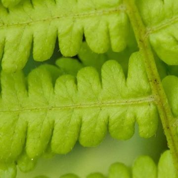 Kuningassaniainen - Osmunda cinnamonea