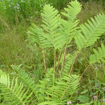 Kruunusaniainen - Osmunda claytoniana