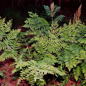 Kuningassaniainen - Osmunda regalis
