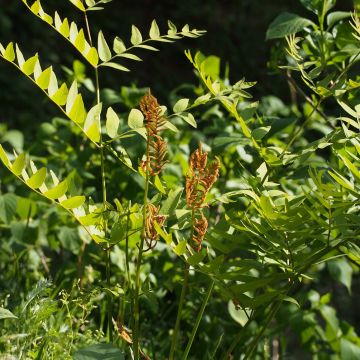 Kuningassaniainen - Osmunda japonica