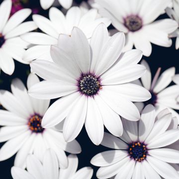 Tähtisilmä Cape Daisy White