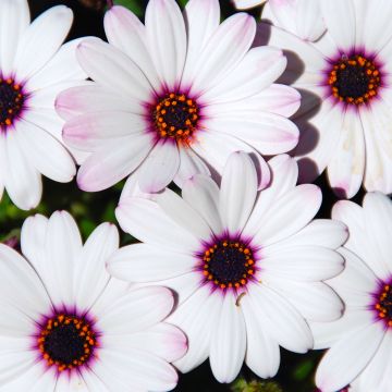 Tähtisilmä Dalina Inez Improved