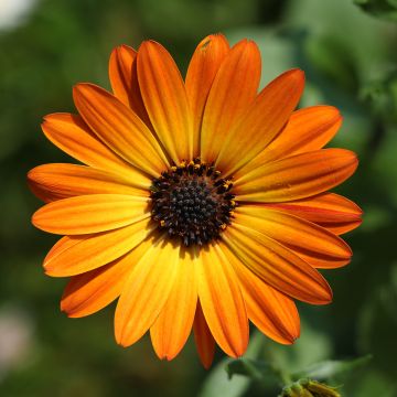 Tähtisilmä Dalina Orange