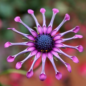 Tähtisilmä Flower Power Spider Pink