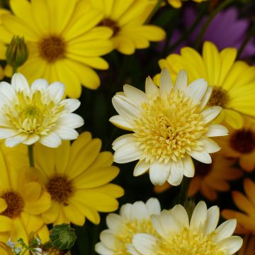 Tähtisilmä Summersmile Double Golden Yellow