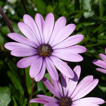 Tähtisilmä Summersmile Soft Violet