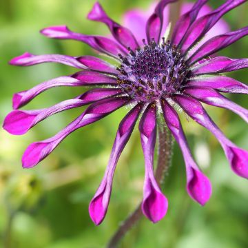 Tähtisilmä Flower Power Spider Purple