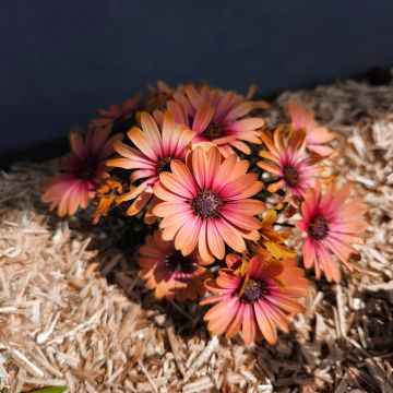 Tähtisilmä Cape Daisy Fireburst