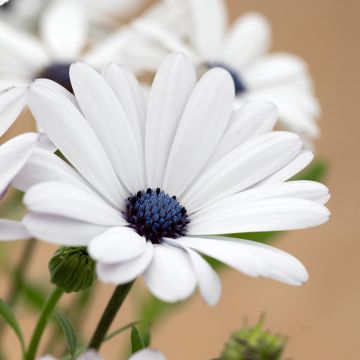 Tähtisilmä Glistening White (siemenet)