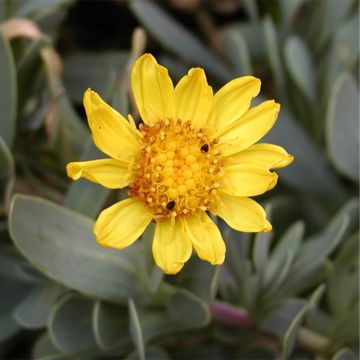Mehisilmä - Othonna cheirifolia